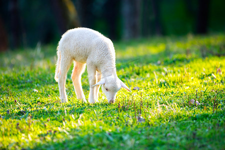 绿草的草地上吃草的羊