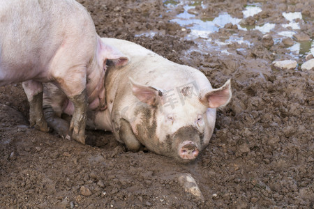 两只猪摄影照片_两只猪睡在泥