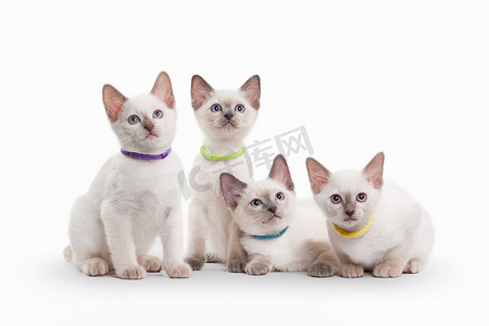 在白色背景上的四个小泰国小猫