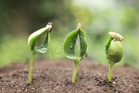 拍黄瓜摄影照片_芽菜的黄瓜