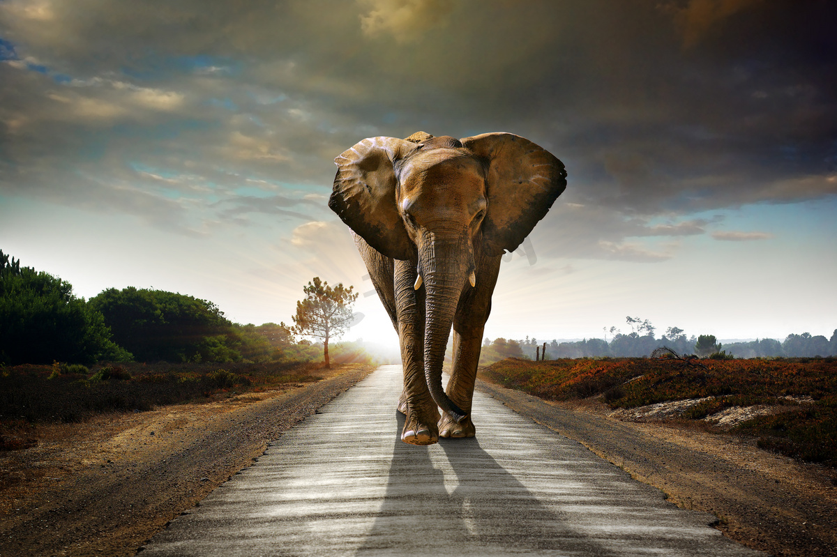 elephant摄影图片elephant摄影作品千库网