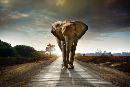 风景摄影照片_Single Walking Elephant