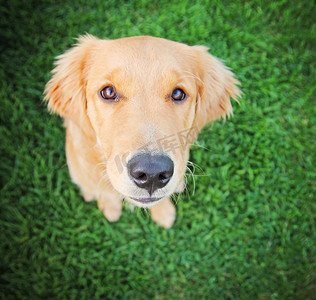 坐在绿草的金毛寻回犬