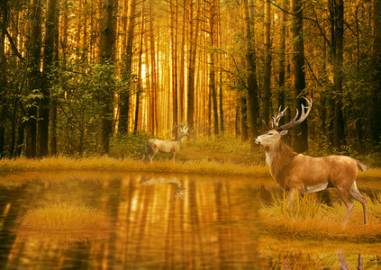 秋天鹿雄鹿在夏天夕阳光站在树林中开幕