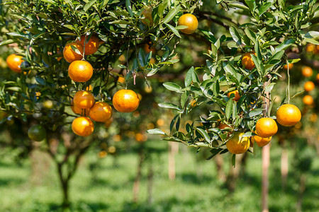 春天水果摄影照片_植物橙树上的鲜橙色
