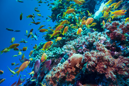 开着的风扇摄影照片_多彩的水下炸礁珊瑚与海绵