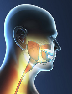纵向减速标线摄影照片_人类喉咙解剖