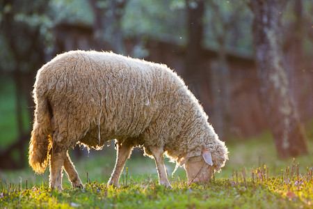 牛群效应摄影照片_绿草的草地上吃草的羊