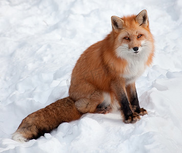 uc狐狸摄影照片_在雪地里看着照相机的年轻红狐狸。