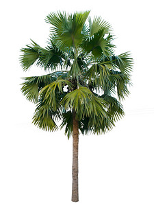 被白色背景隔离的棕榈树