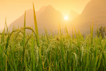 绿色农田摄影照片_水稻收割水稻