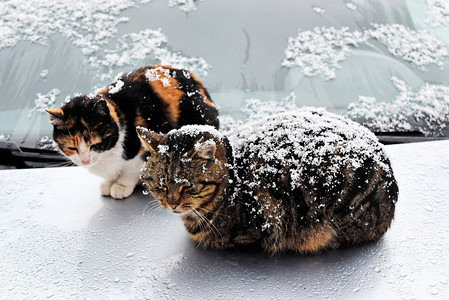 雪花动摄影照片_在冬天的流浪猫