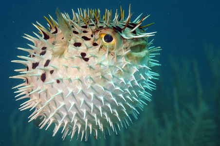 五彩斑斓摄影照片_河豚鱼虎 holocanthus 水下海洋中