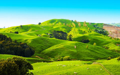 山丘草原摄影照片_新西兰的山丘