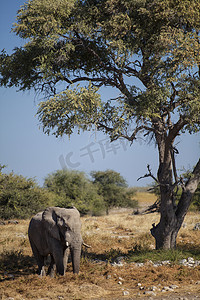 大耳朵图摄影照片_野生动物在 Safari 上找到