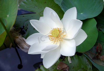 莲花 (lotos)
