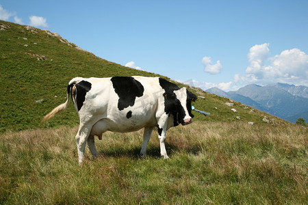 奶牛出牧场
