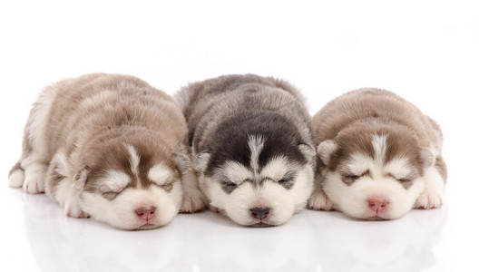 睡在白色背景上的三个哈士奇幼犬 