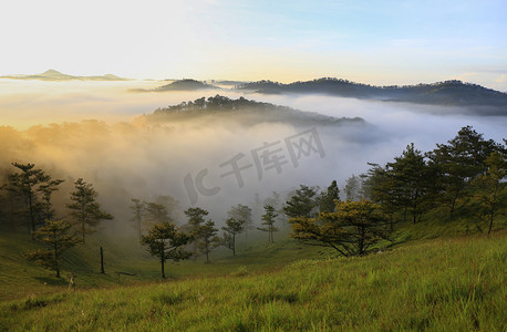 梦幻般的迷雾森林与松树和山在阳光下