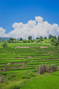 起伏的绿色山丘和稻田