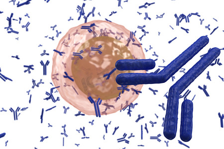 浆细胞 B 淋巴细胞产生抗体上白色孤立