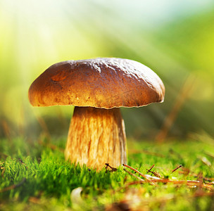 cep 蘑菇种植在秋天的森林中。牛肝菌