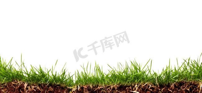 清新春天绿草与土壤隔离在白色背景上.