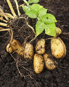 植物的根摄影照片_马铃薯植物与土壤泥土表面的块茎
