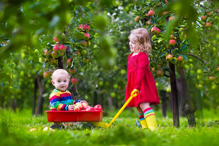 Kids playing in apple tree garden