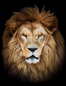 porträtt av stora vackra afrikanska lejon mot svart backg