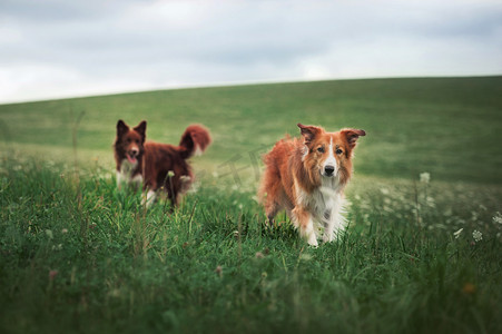 在一块草地上的两个边境牧羊犬 