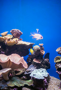深度旅游摄影照片_珊瑚和鱼在海的深处.