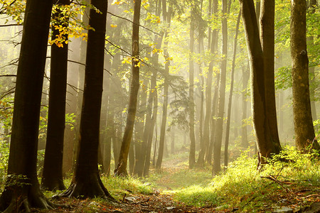松树枝叶摄影照片_秋天的树林在山顶