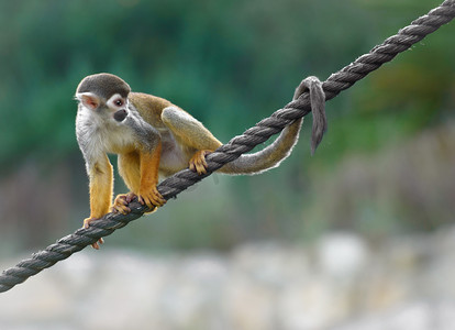 松鼠猴坐在一根绳子上