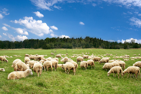 夏天的草原摄影照片_很多在美丽的绿色草原上的羊