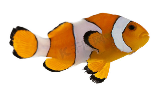 小丑背景摄影照片_小丑鱼，amphiprion 公子，在白色背景前