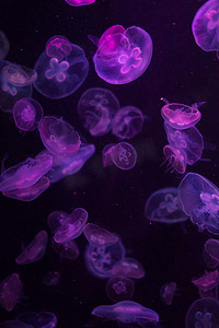 色彩缤纷的水母在水中的模式