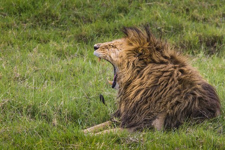 群英会摄影照片_大狮子在肯尼亚马赛玛拉，露出危险的牙齿.
