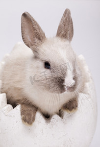 兔年微信公众号首图摄影照片_兔白