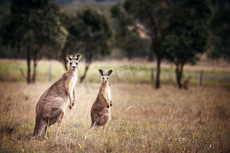 西方摄影照片_集团的澳大利亚袋鼠