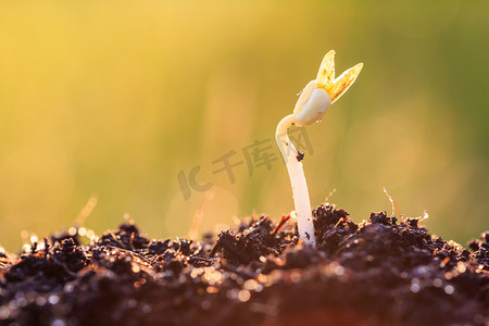 年轻的植物生长在土地上 