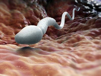 单身男性精子细胞