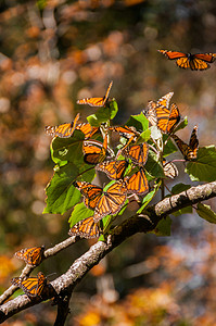 帝王蝶生物圈保护区，切沃 （墨西哥)