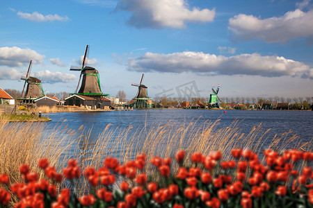  荷兰风车与红色郁金香关闭阿姆斯特丹，荷兰