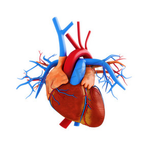 人体器官组织摄影照片_人类的心脏