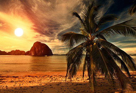 亚热带果树摄影照片_热 tripical 日落