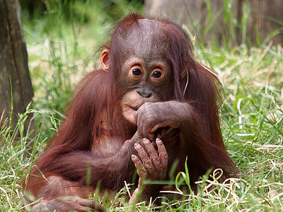 亚洲第一摄影照片_猩猩宝宝坐在草