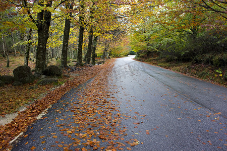 多彩的秋天的树木在蜿蜒的乡间小路初秋