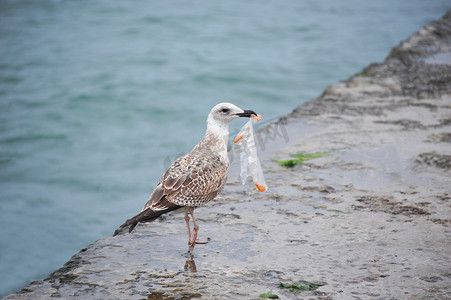 沿海滩涂摄影照片_用塑料袋的海鸥