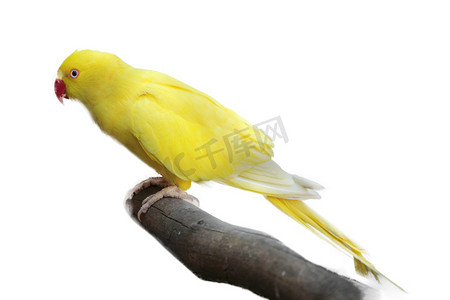 孤立在白色背景上的黄色鹦鹉